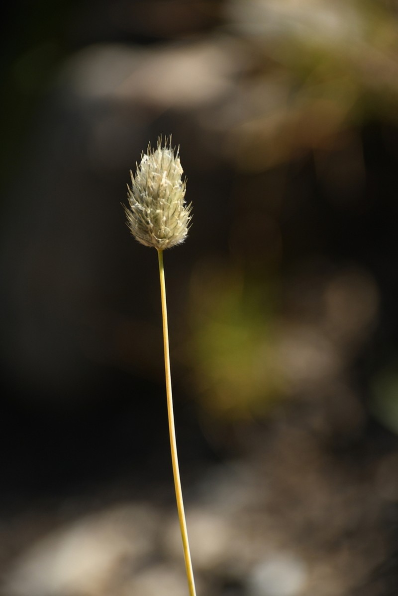 Alopecurus gerardi photo 5