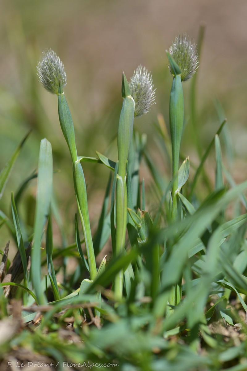 Alopecurus gerardi photo 6