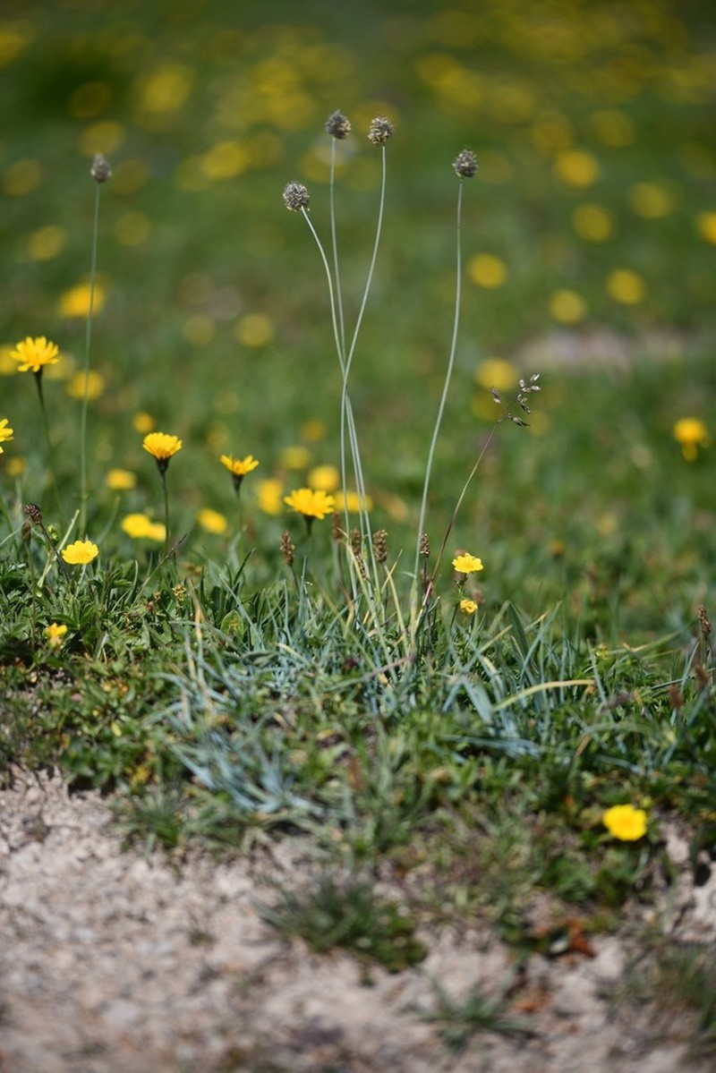 Alopecurus gerardi photo 7