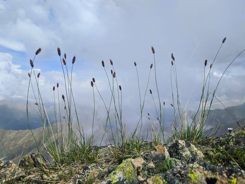 Alopecurus glacialis