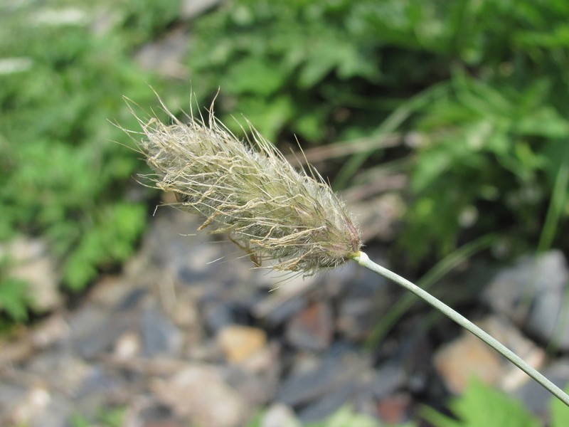 Alopecurus glacialis photo 2