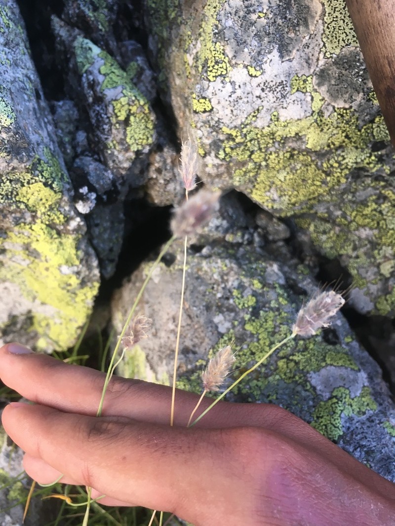 Alopecurus glacialis photo 3