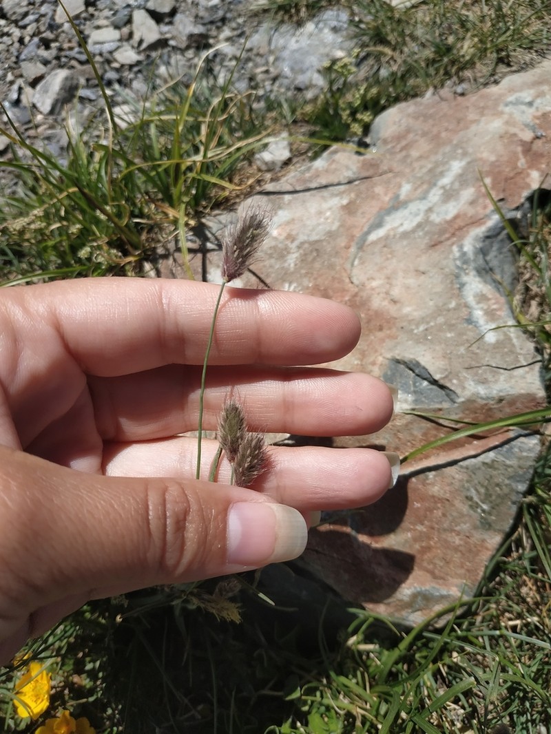Alopecurus glacialis photo 4