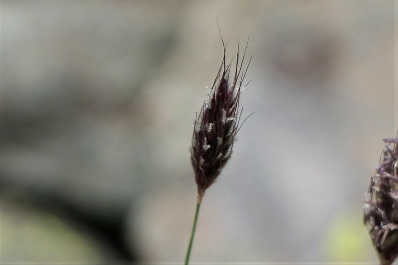 Alopecurus glacialis photo 5