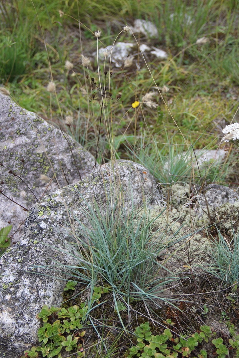 Alopecurus glacialis photo 6