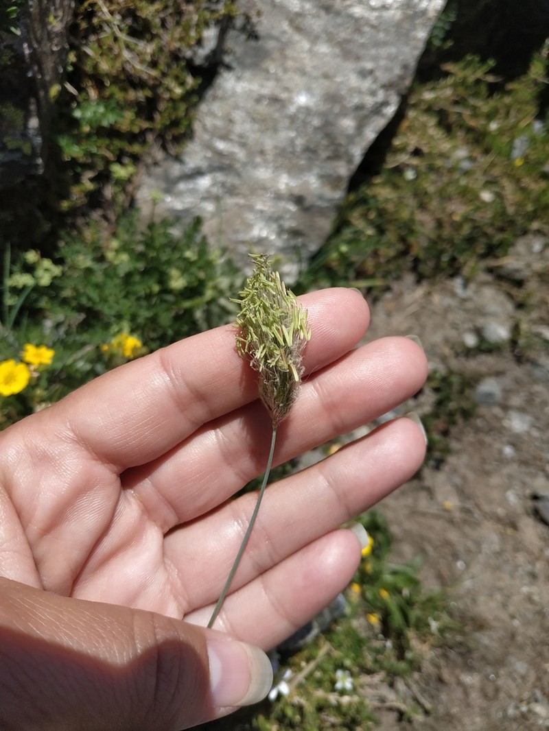Alopecurus glacialis photo 7
