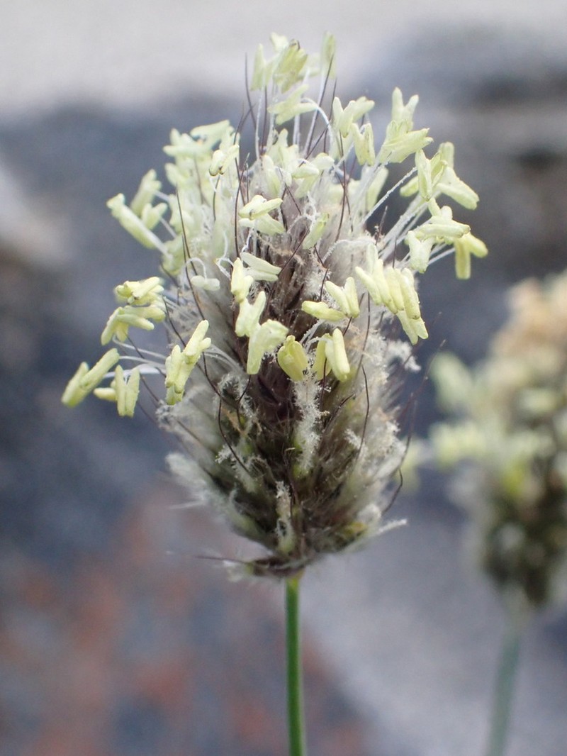 Alopecurus himalaicus