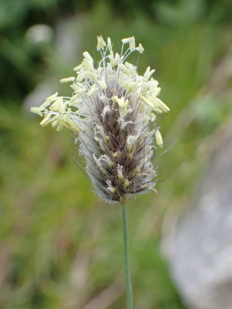 Alopecurus himalaicus photo 4