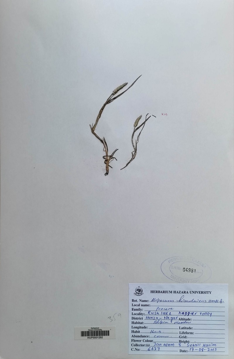 Alopecurus himalaicus photo 5