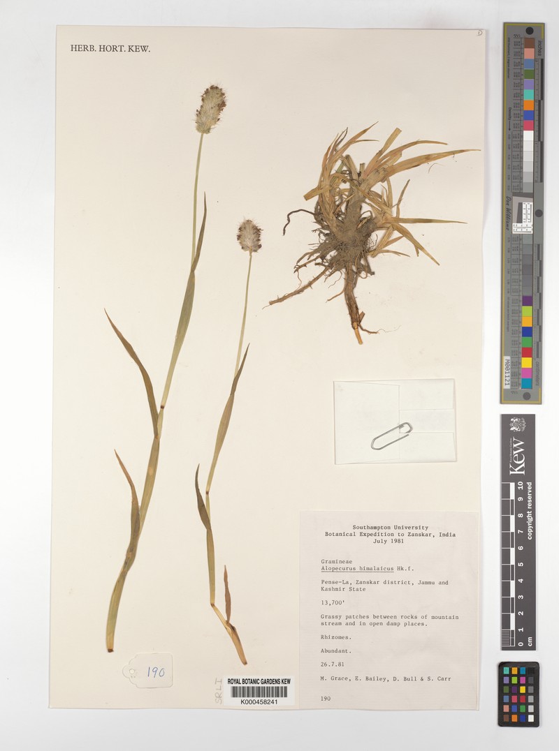 Alopecurus himalaicus photo 6