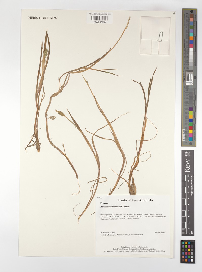 Alopecurus hitchcockii