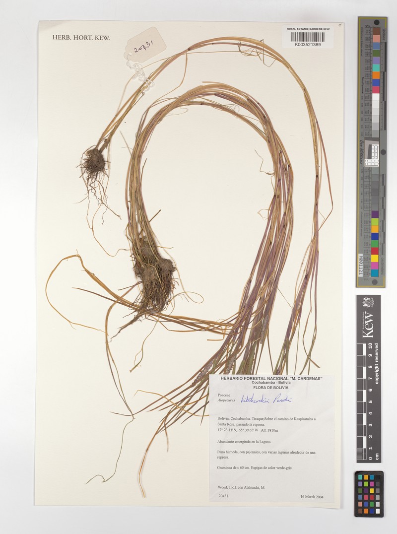 Alopecurus hitchcockii photo 2
