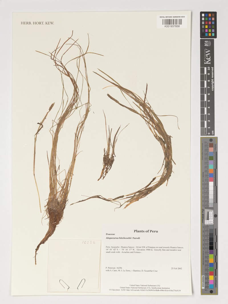 Alopecurus hitchcockii photo 3