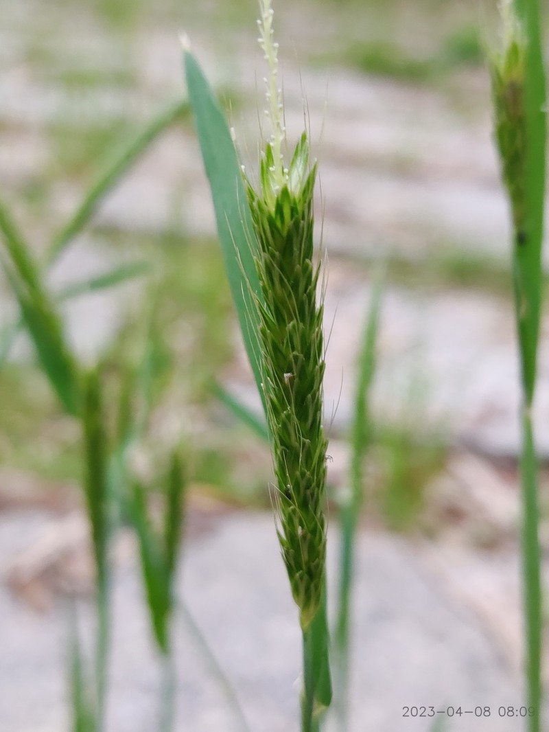 Alopecurus japonicus