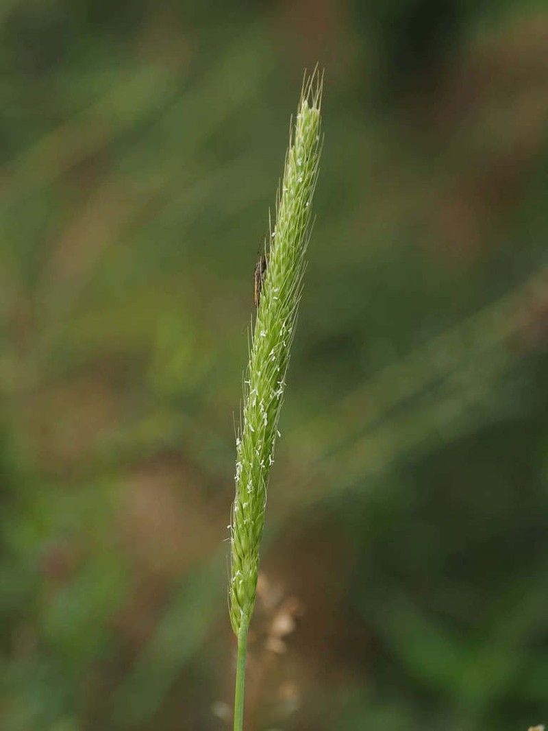 Alopecurus japonicus photo 2