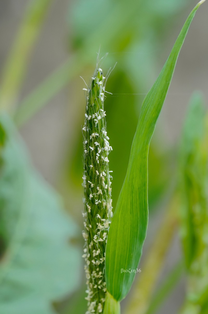 Alopecurus japonicus photo 3