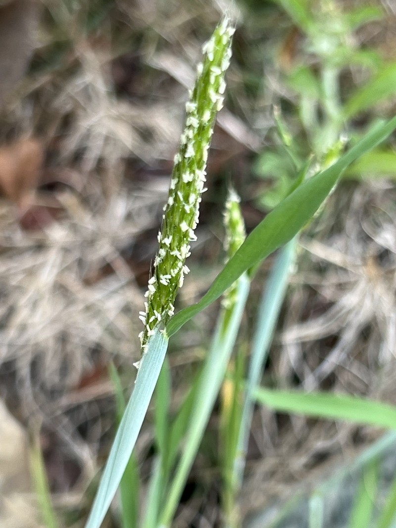 Alopecurus japonicus photo 4