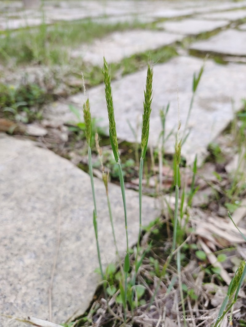 Alopecurus japonicus photo 5