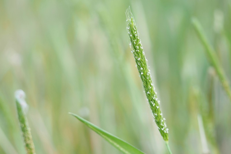 Alopecurus japonicus photo 6