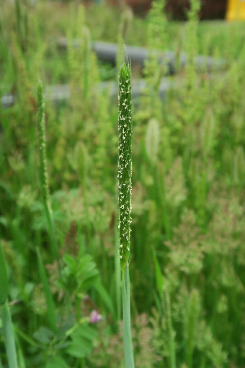 Alopecurus japonicus photo 7