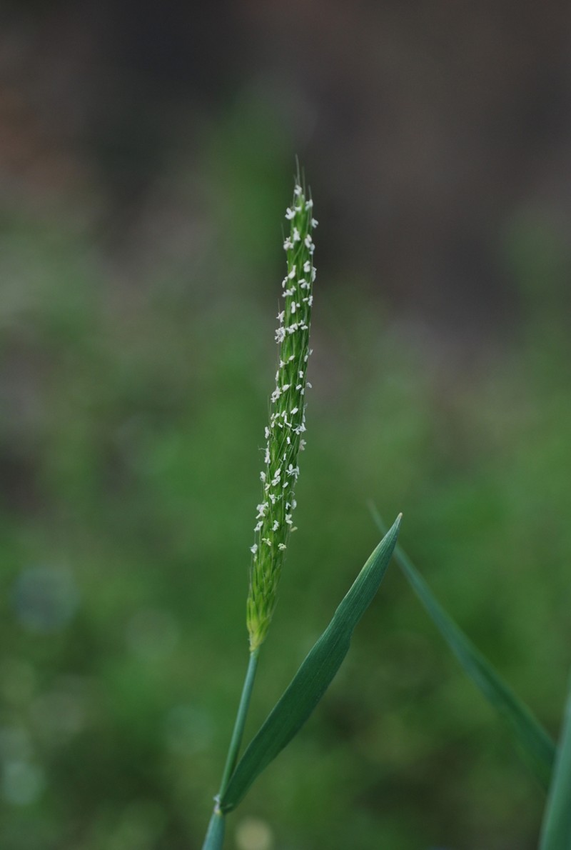 Alopecurus japonicus photo 8