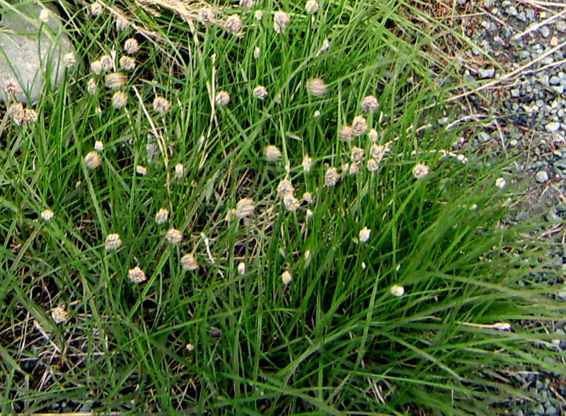 Alpine Meadow-Foxtail