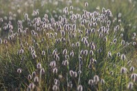 Alpine Meadow-Foxtail
