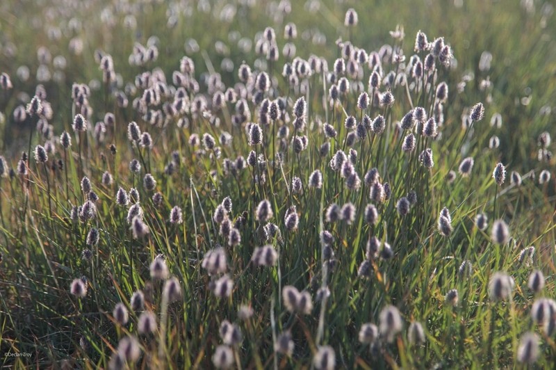 Alpine Meadow-Foxtail