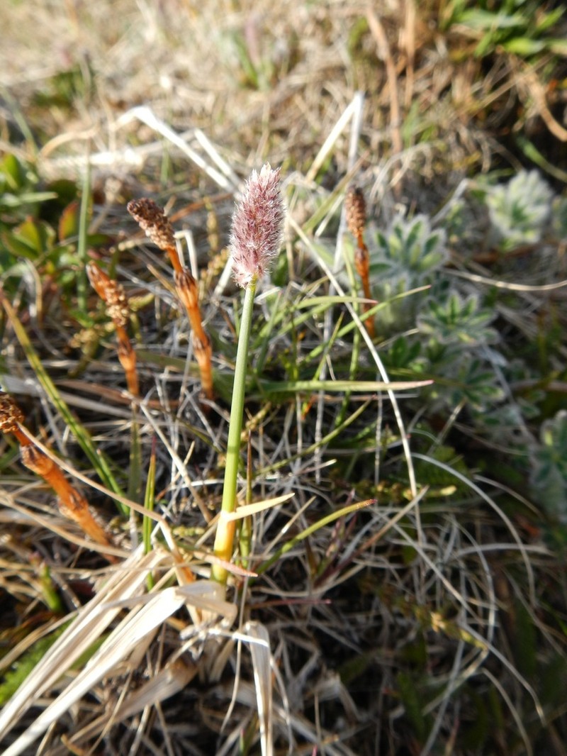 Alpine Meadow-Foxtail photo 2