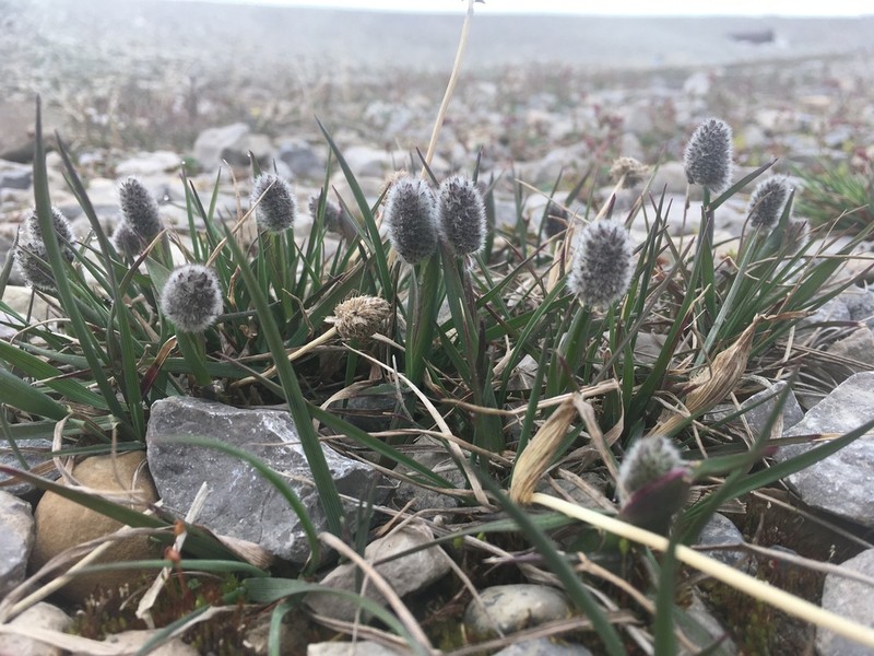 Alpine Meadow-Foxtail photo 3