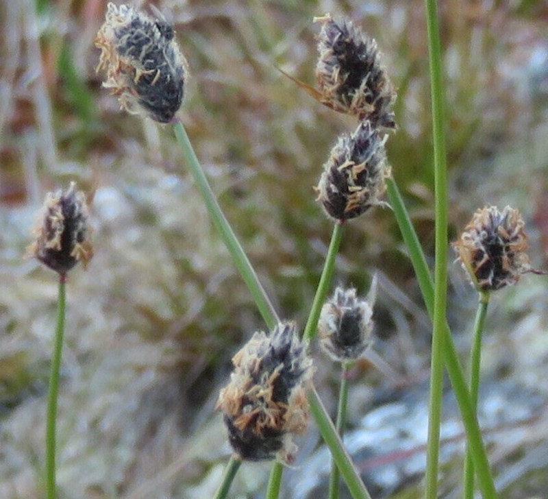 Alpine Meadow-Foxtail photo 4