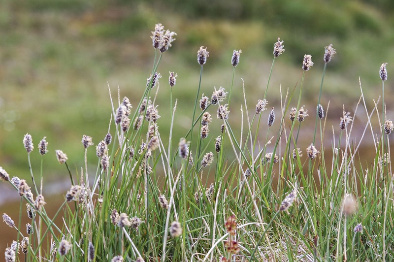 Alpine Meadow-Foxtail photo 5