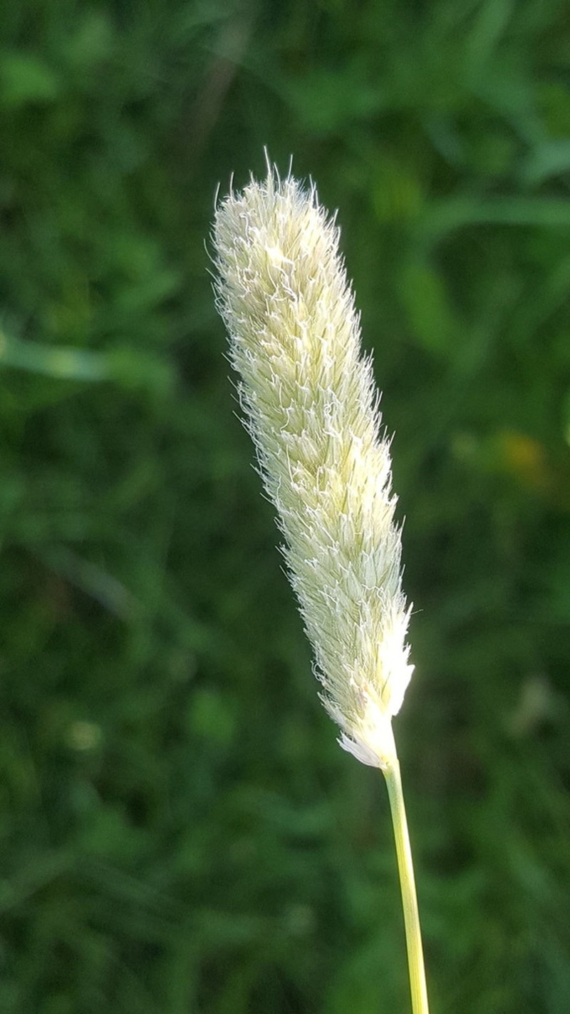Alpine Meadow-Foxtail photo 6
