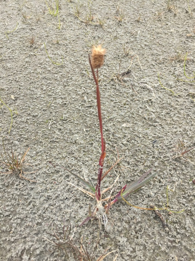Alpine Meadow-Foxtail photo 7