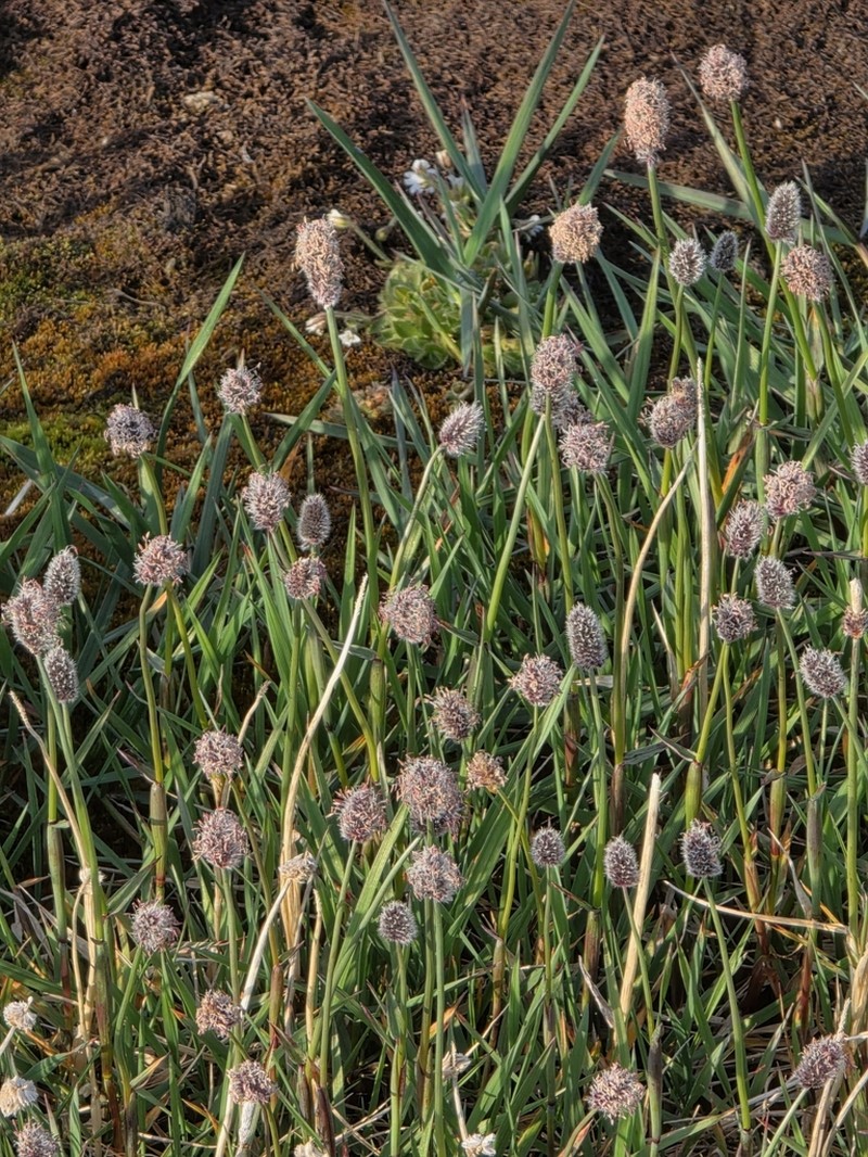 Alpine Meadow-Foxtail photo 8