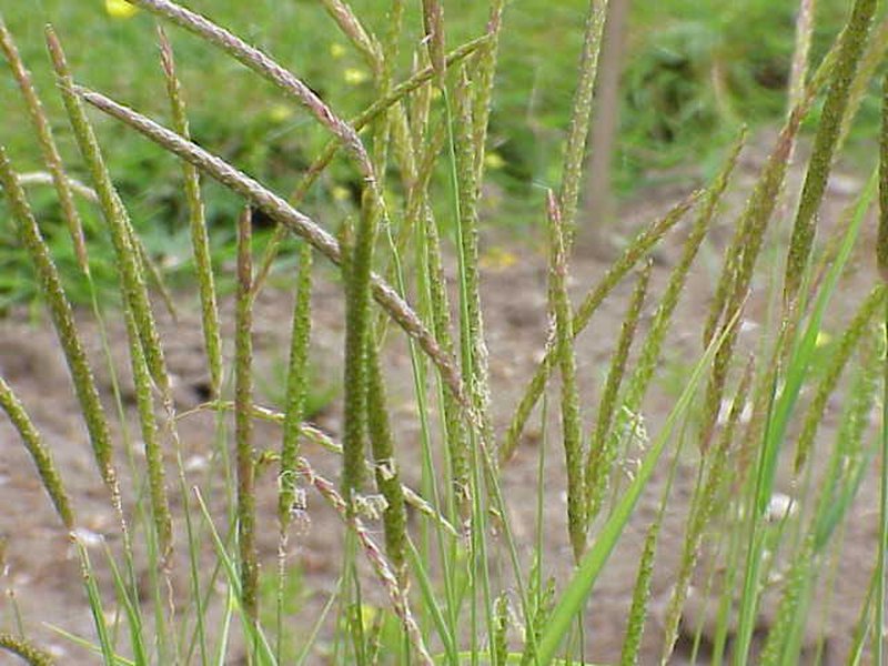 Slender Meadow Foxtail