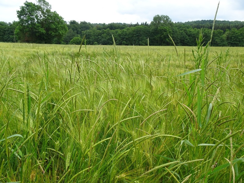 Slender Meadow Foxtail photo 2