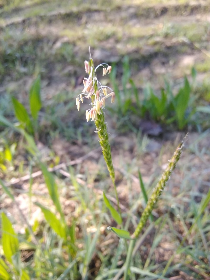 Slender Meadow Foxtail photo 3