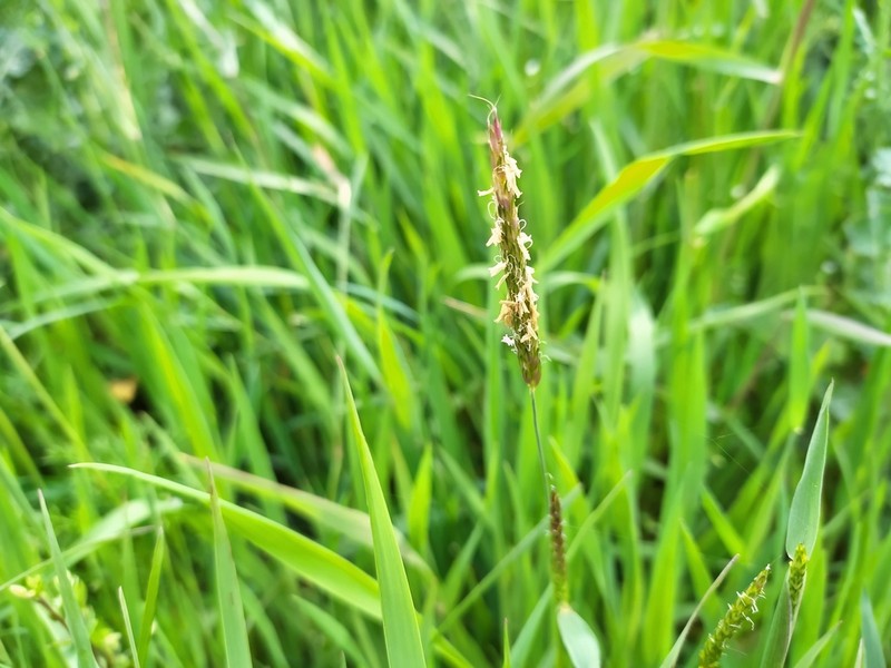 Slender Meadow Foxtail photo 4