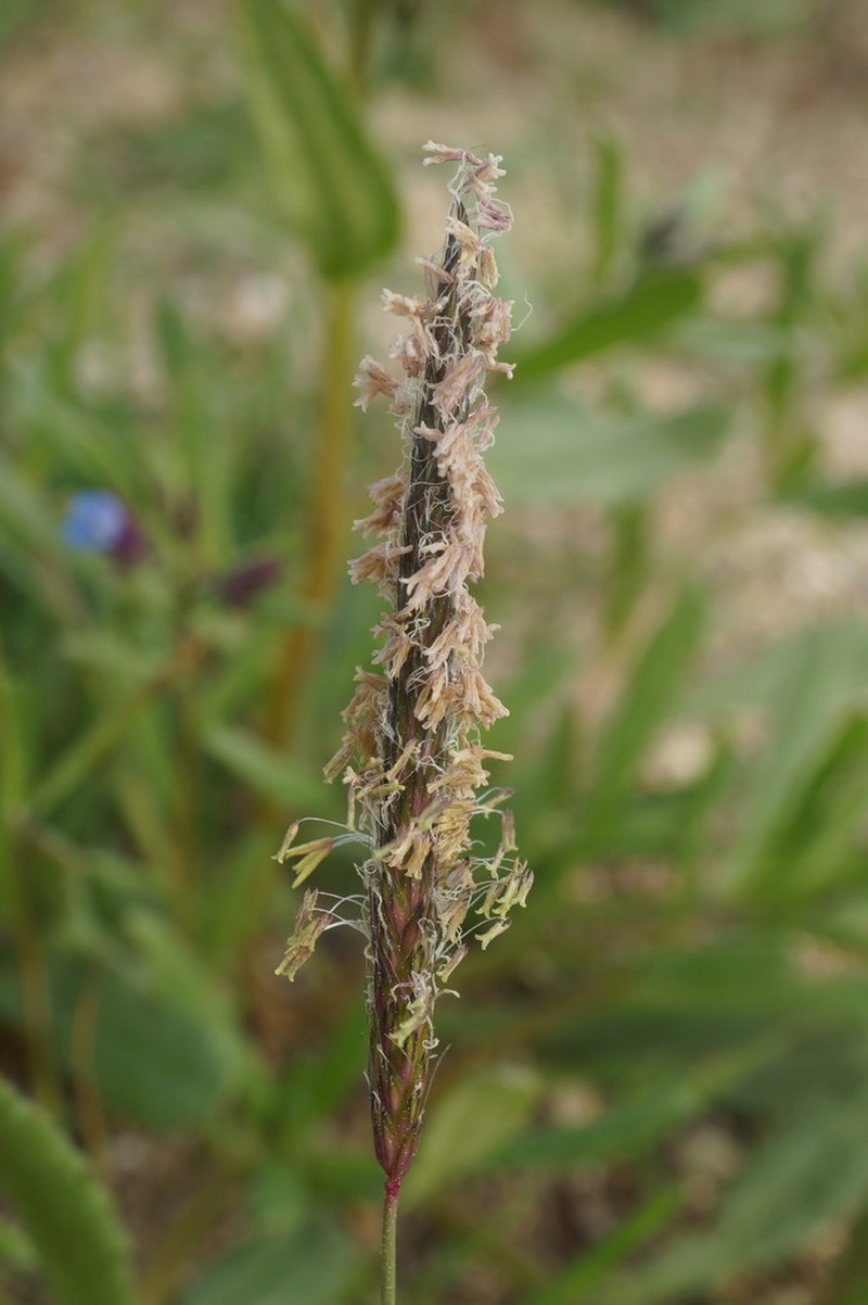Slender Meadow Foxtail photo 5