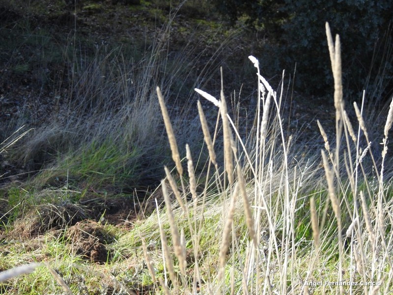 Slender Meadow Foxtail photo 6