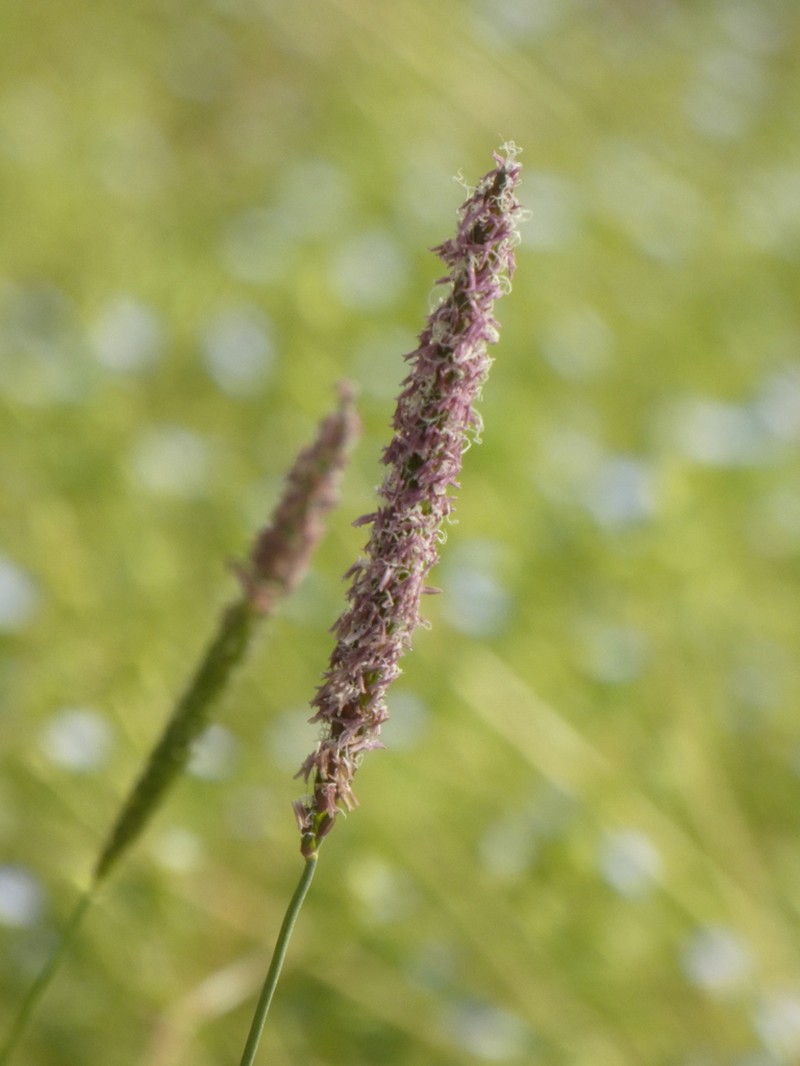 Slender Meadow Foxtail photo 7