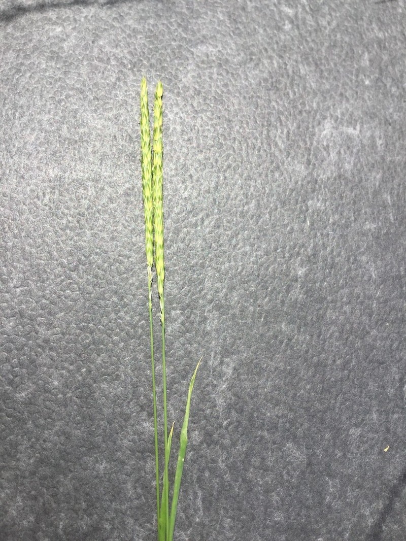 Slender Meadow Foxtail photo 8