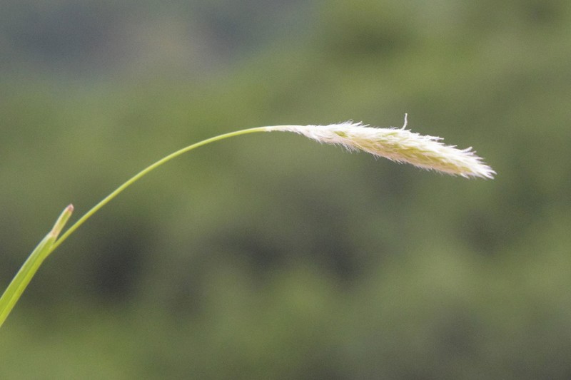 Alopecurus ponticus photo 4