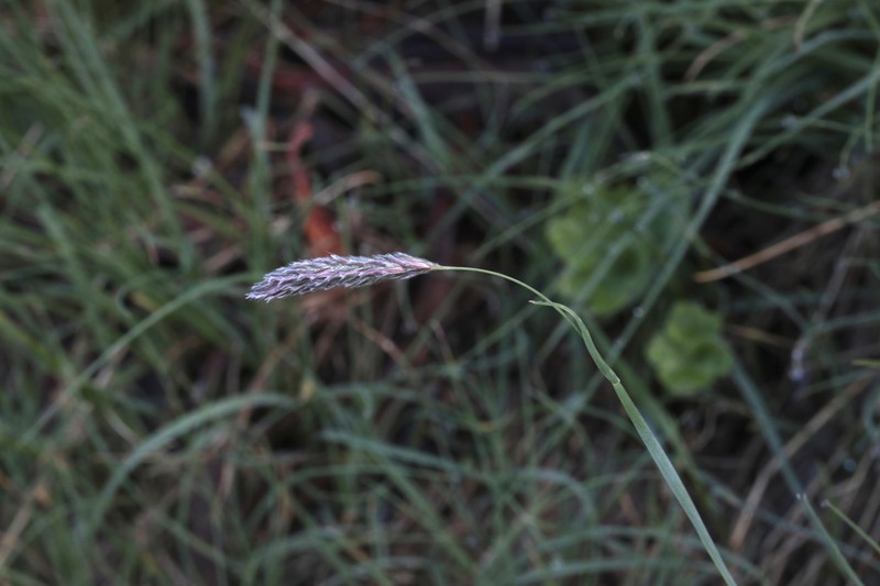 Alopecurus ponticus photo 7
