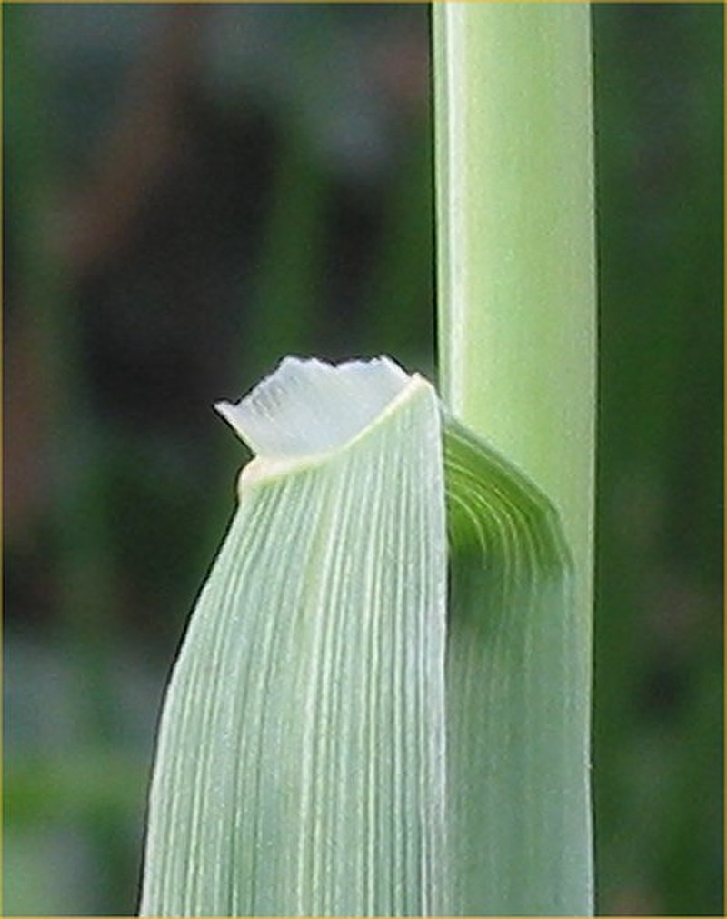 Meadow Foxtail