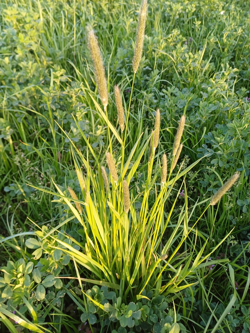 Meadow Foxtail photo 2