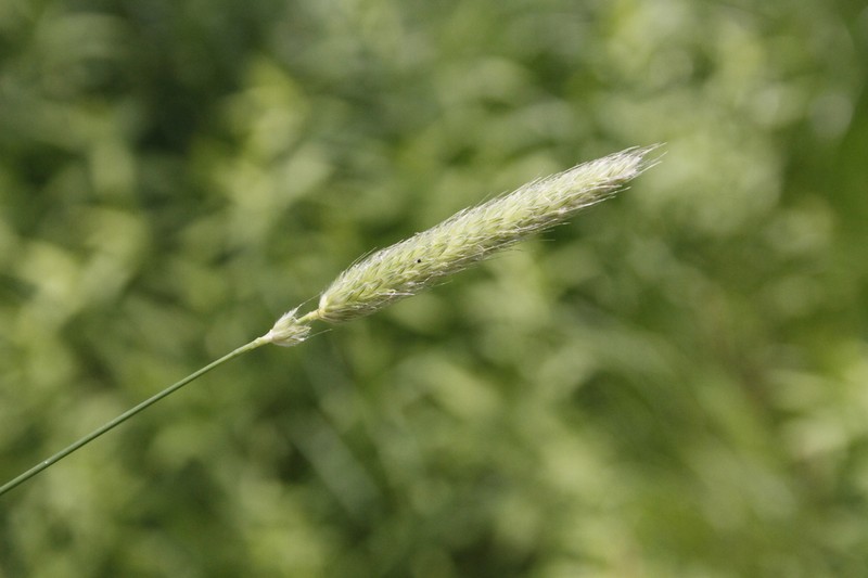 Meadow Foxtail photo 3