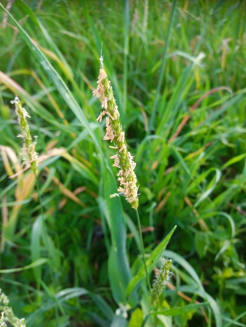 Meadow Foxtail photo 4