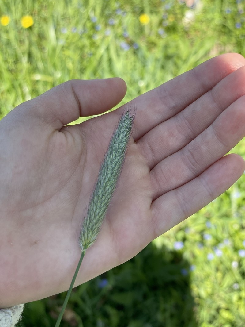 Meadow Foxtail photo 5